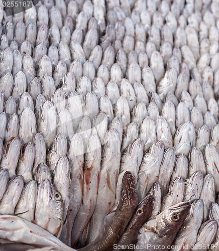 Image of Fresh fish 