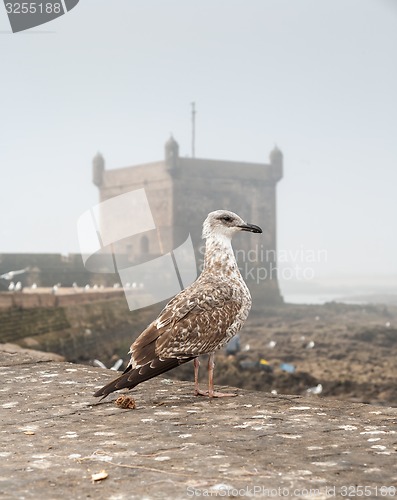 Image of sea gull on background of the old fortress