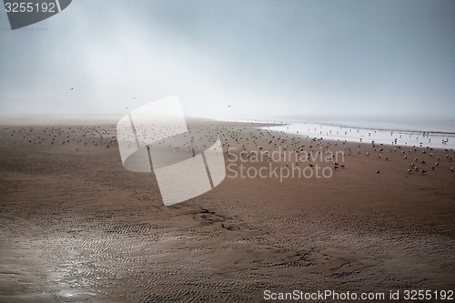 Image of sea gull flying across a golden sandy beach during low tide