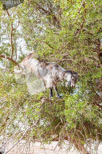 Image of The Morocco Goat feeding in a tree