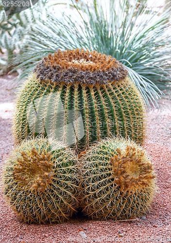 Image of three large cactuses on a background of gravel