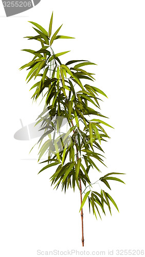 Image of Bamboo Tree