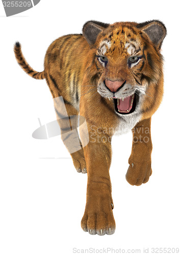 Image of Tiger