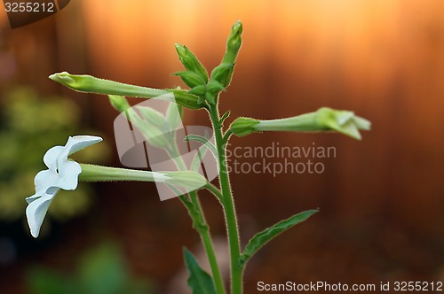 Image of Aztec tobacco flower blooms