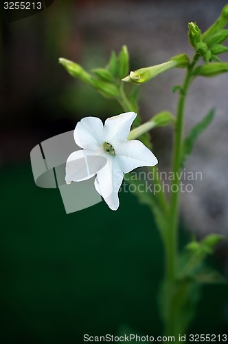 Image of Aztec tobacco flower in bloom