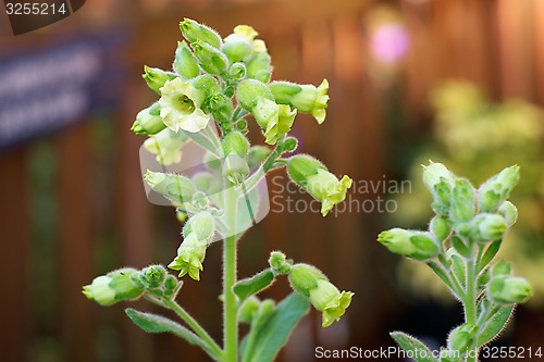 Image of flowers on hopi tobacco plant