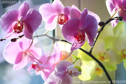 Image of orchid pink and blossoming 