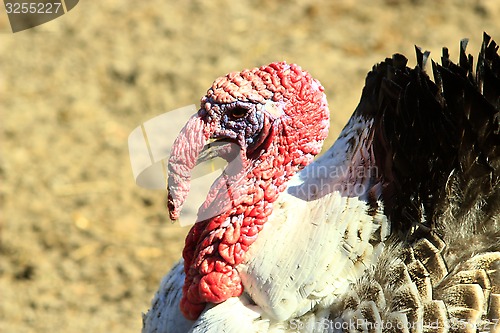 Image of turkey's head