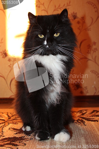 Image of black cat sitting on the carpet