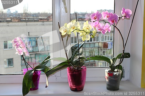 Image of three multicolor blossoming orchids on window-sill