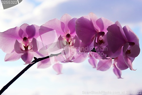 Image of orchid pink and blossoming 