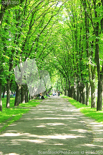 Image of park with green trees