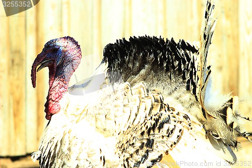 Image of turkey's head