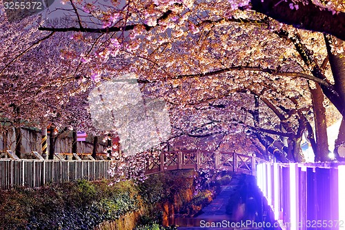 Image of cherry blossoms at night