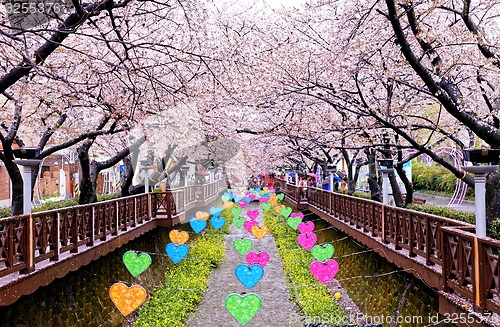 Image of cherry blossoms at day busan city in korea