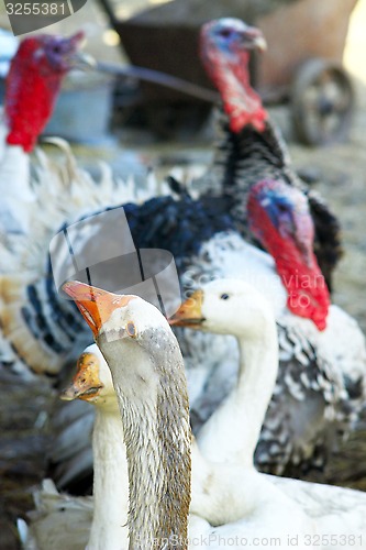 Image of geese and turkeys