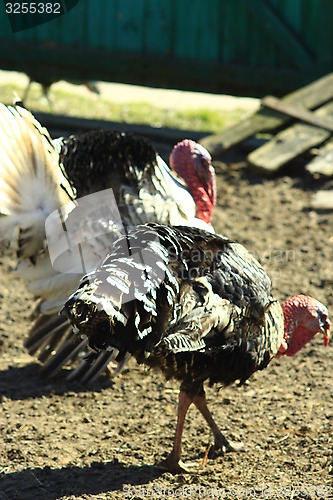 Image of turkeys in the yard