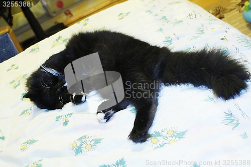 Image of cat lying prone on the bed