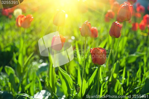 Image of tulips 