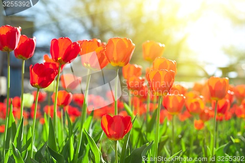 Image of tulips 