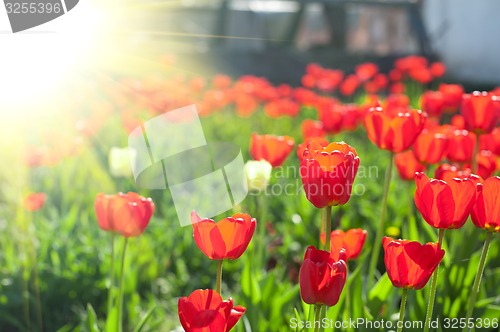 Image of tulips 