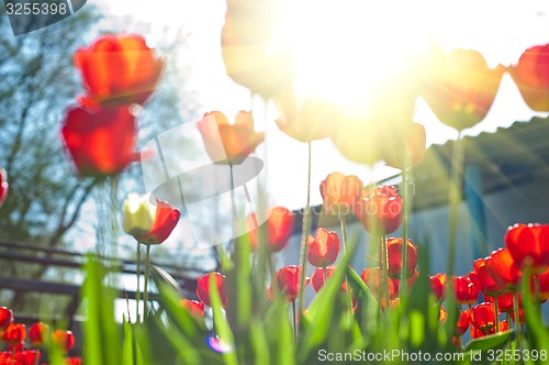 Image of tulips 