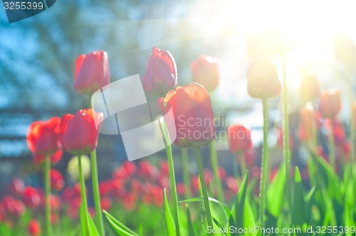 Image of tulips 