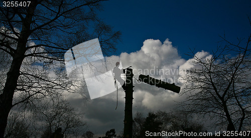 Image of Woodcutter silhouette on the top of a tree in action in denmark 