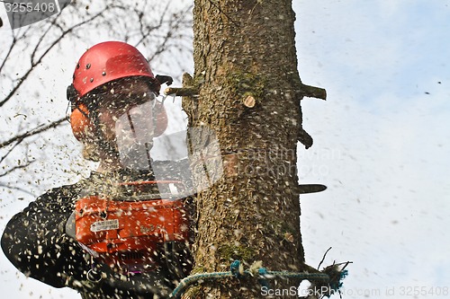 Image of Woodcutter closeup in action in denmark 