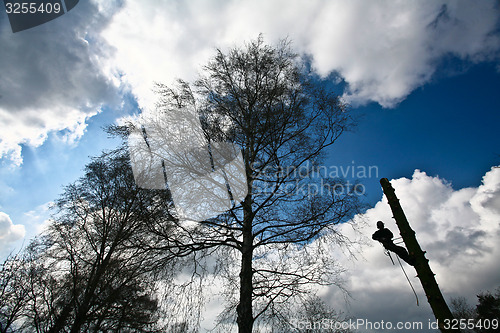 Image of Woodcutter silhouette on the top of a tree in action in denmark 