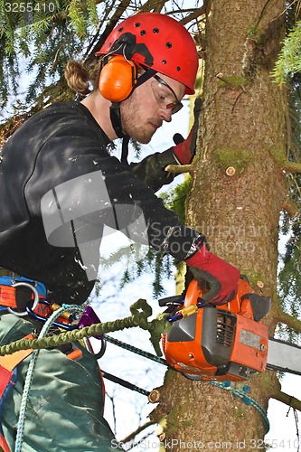 Image of Woodcutter closeup in action in denmark 