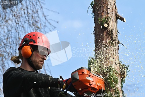 Image of Woodcutter in action in denmark 