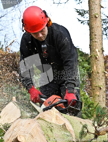 Image of Woodcutter with chainsaw in action in denmark 