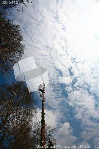 Image of Woodcutter silhouette on the top of a tree in action in denmark 