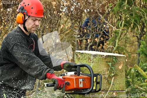 Image of Woodcutter with chainsaw in action in denmark 