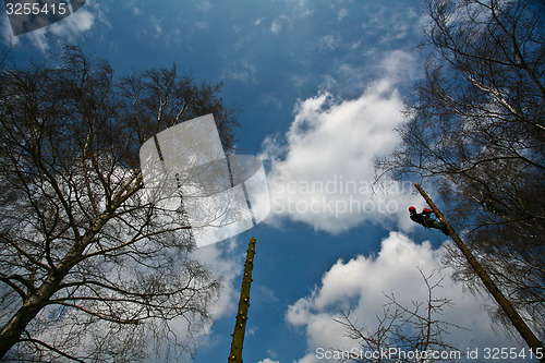 Image of Woodcutter silhouette on the top of a tree in action in denmark 