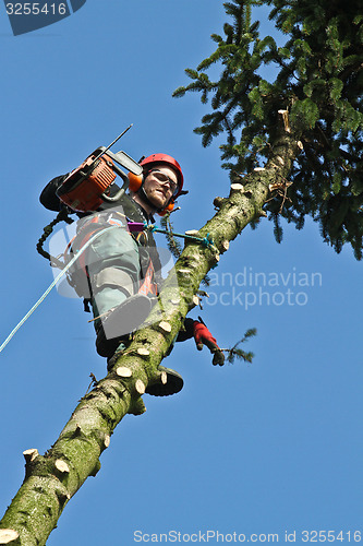 Image of Woodcutter in action in a tree in denmark 