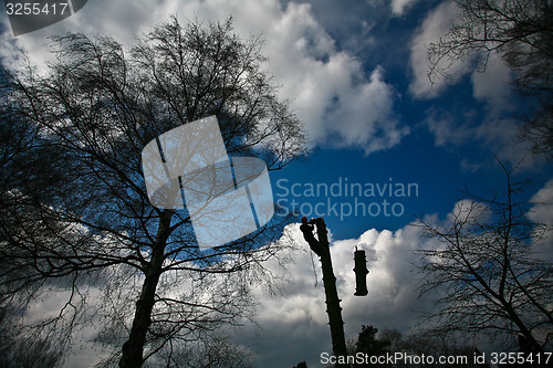 Image of Woodcutter silhouette on the top of a tree in action in denmark 