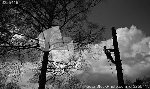 Image of Woodcutter silhouette on the top of a tree in action in denmark 