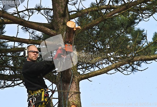 Image of Woodcutter in action in a tree in denmark 