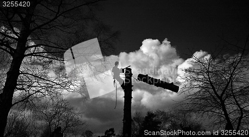 Image of Woodcutter silhouette on the top of a tree in action in denmark 