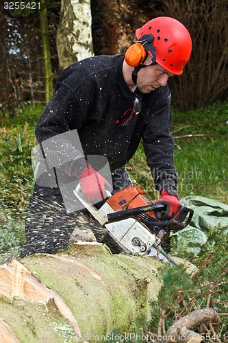 Image of Woodcutter with chainsaw in action in denmark 