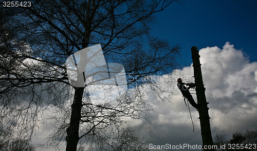 Image of Woodcutter silhouette on the top of a tree in action in denmark 