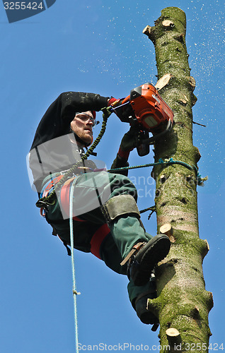 Image of Woodcutter in action in a tree in denmark 