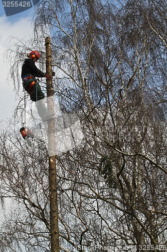 Image of Woodcutter closeup in action in denmark 