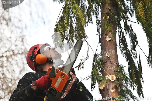 Image of Woodcutter in action in denmark 