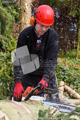 Image of Woodcutter with chainsaw in action in denmark 