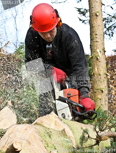 Image of Woodcutter with chainsaw in action in denmark 