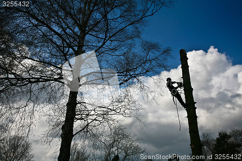 Image of Woodcutter silhouette on the top of a tree in action in denmark 