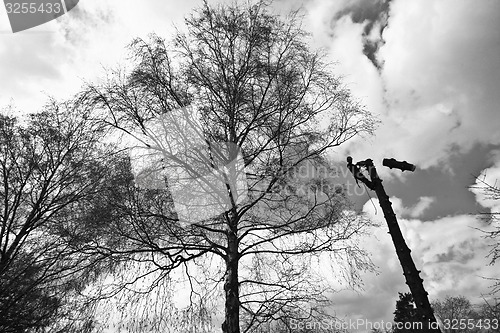 Image of Woodcutter silhouette on the top of a tree in action in denmark 